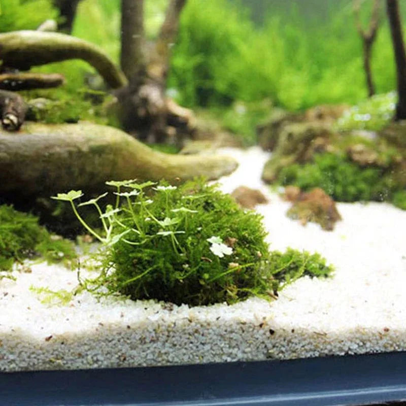 Aquarium Decoration Mossball for Fish and Shrimp 3