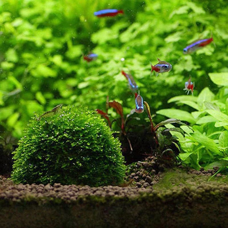 Aquarium Decoration Mossball for Fish and Shrimp 4