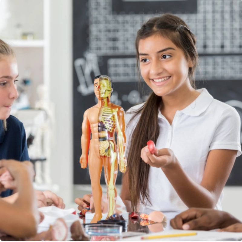 Barns Interaktiv 3D Anatomimodell För Pedagogiskt Lärande 0