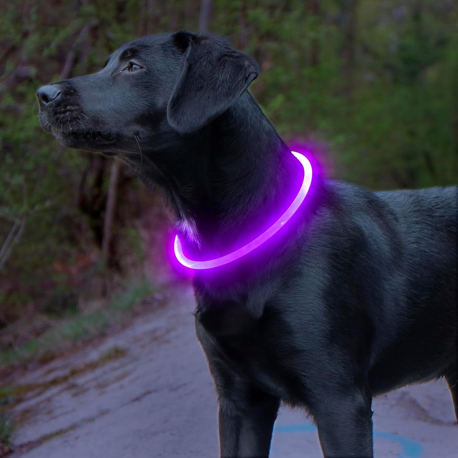 Hundhalsband LED-ljus Justerbart Vattentåligt för Säkerhet 2