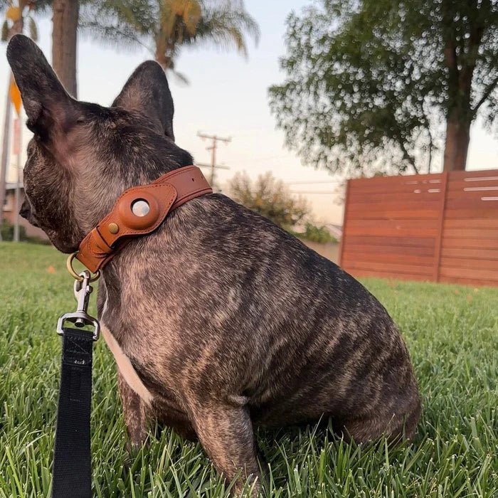 Hundhalsband med AirTag-fäste Slitstark Vattentålig Design för Trygghet och Komfort 8