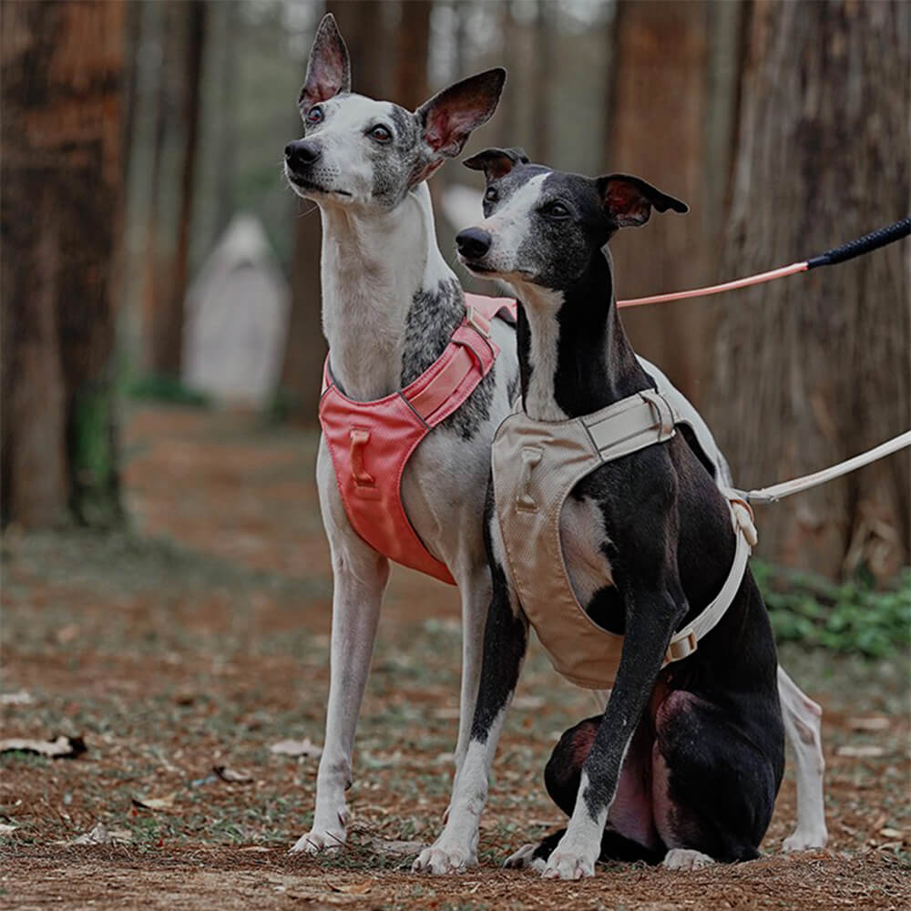 Hundsele Multifunktionell med Anti-Pull Design för Bekväma Promenader 1