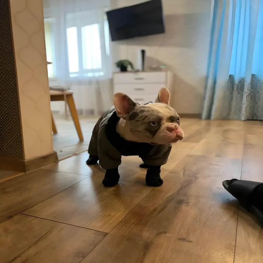 Hundstövlar med Hängselband och Halkfri Sula 7