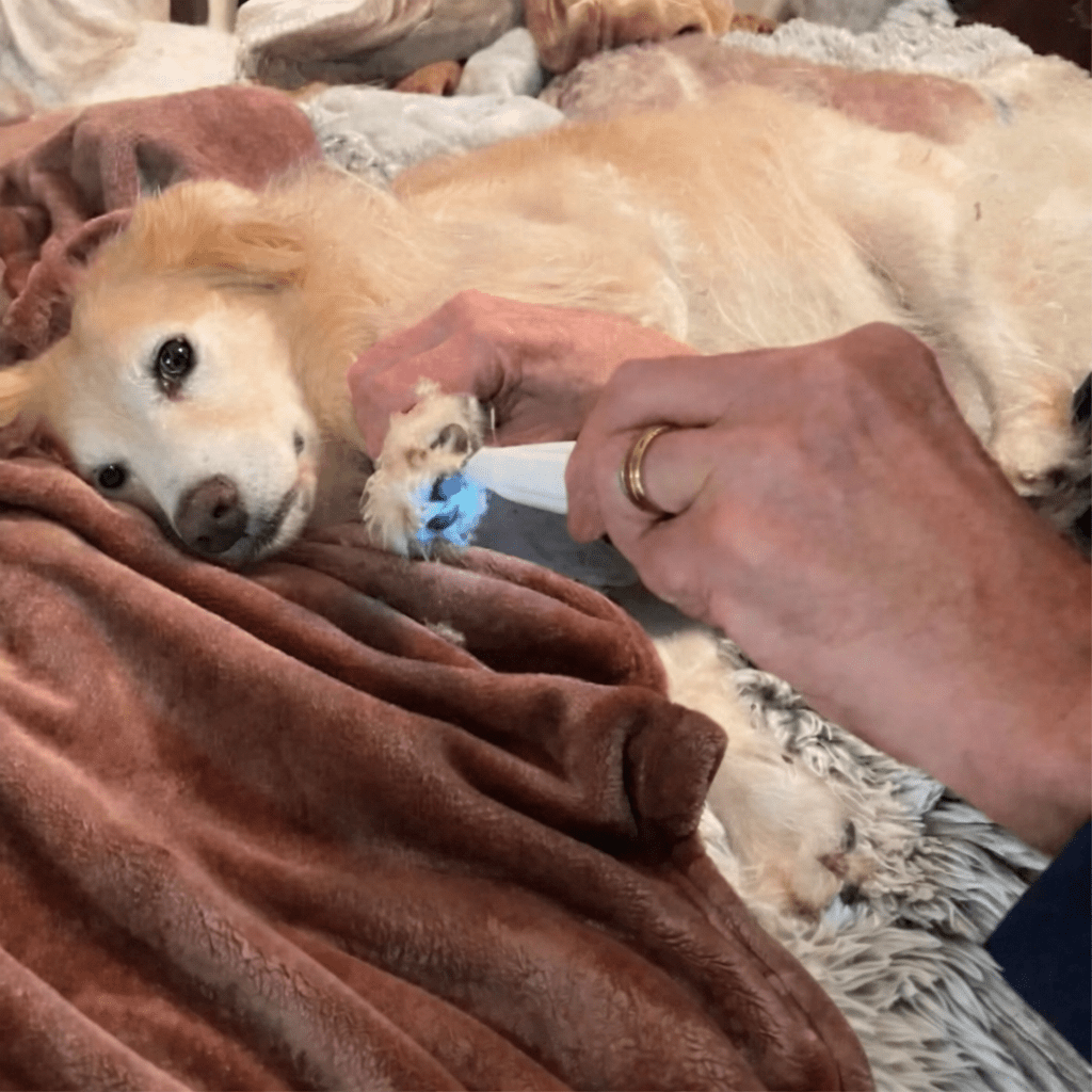 Hundtrimmer för Känsliga Områden Tyst Design 3