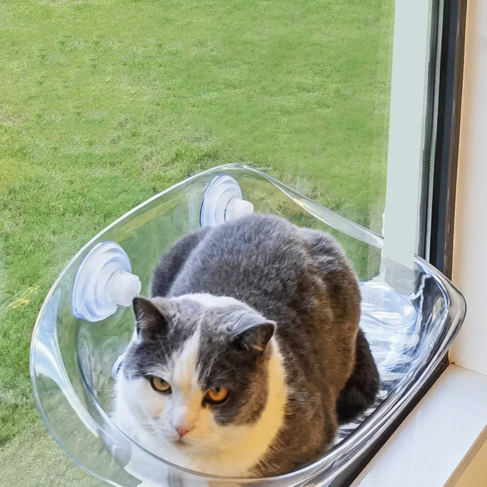 Katt Hängmatta För Fönster Med Utsikt 3