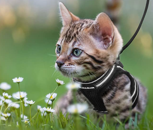 Kattsele med koppel för äventyr 1