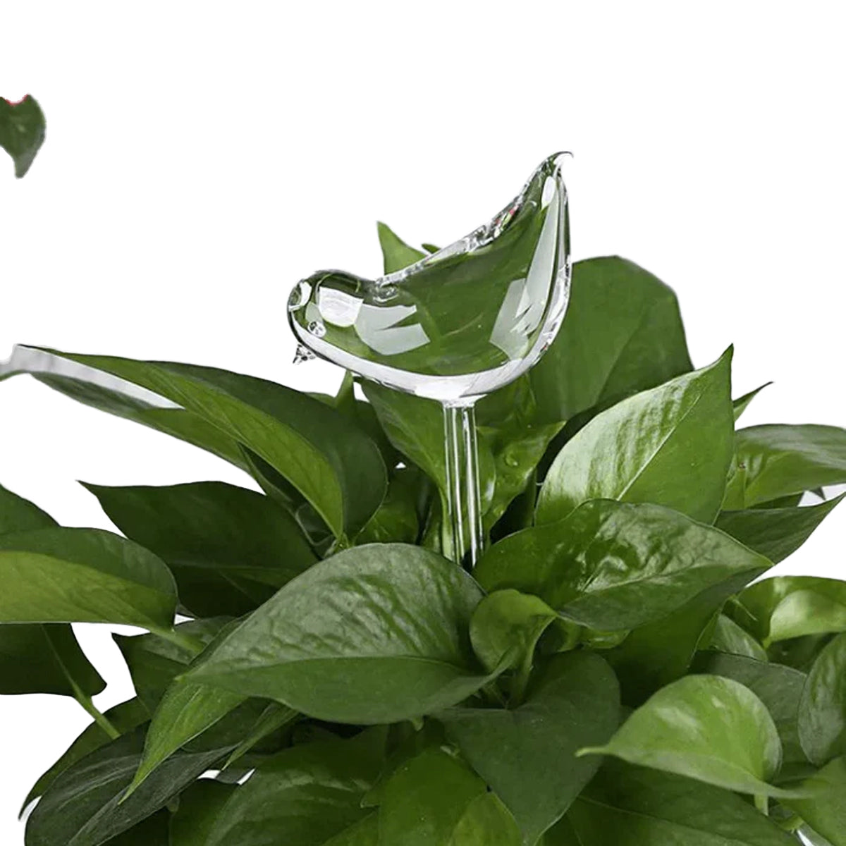 Självvvattnande växtlök