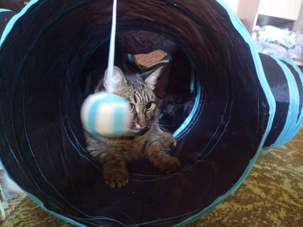 Fällbar Kattleksakstunnel