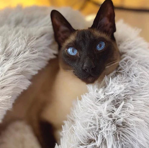 Hund- och kattgrotta med huva för inomhusbruk 2