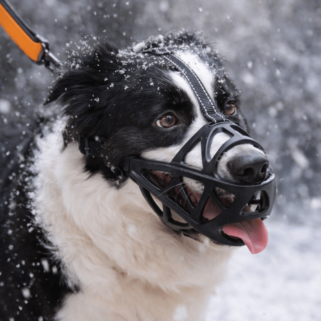 Hund Munkorg För Trygg Kontroll Luftig Design 0