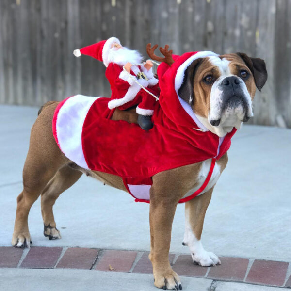Hundkostym för Julfirande Festlig 6