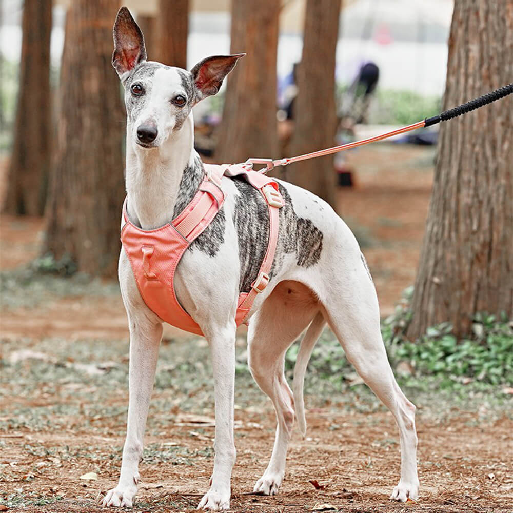 Hundsele Multifunktionell med Anti-Pull Design för Bekväma Promenader 3