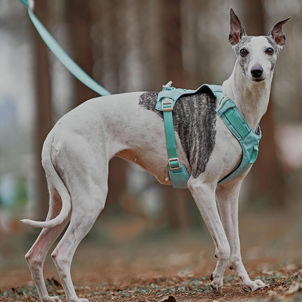 Hundsele Multifunktionell med Anti-Pull Design för Bekväma Promenader 4