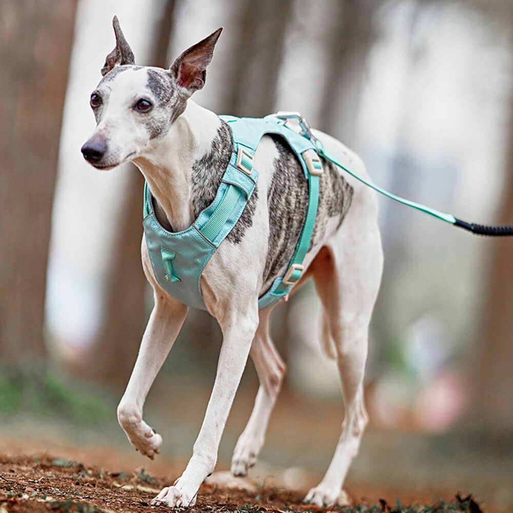Hundsele Multifunktionell med Anti-Pull Design för Bekväma Promenader 5