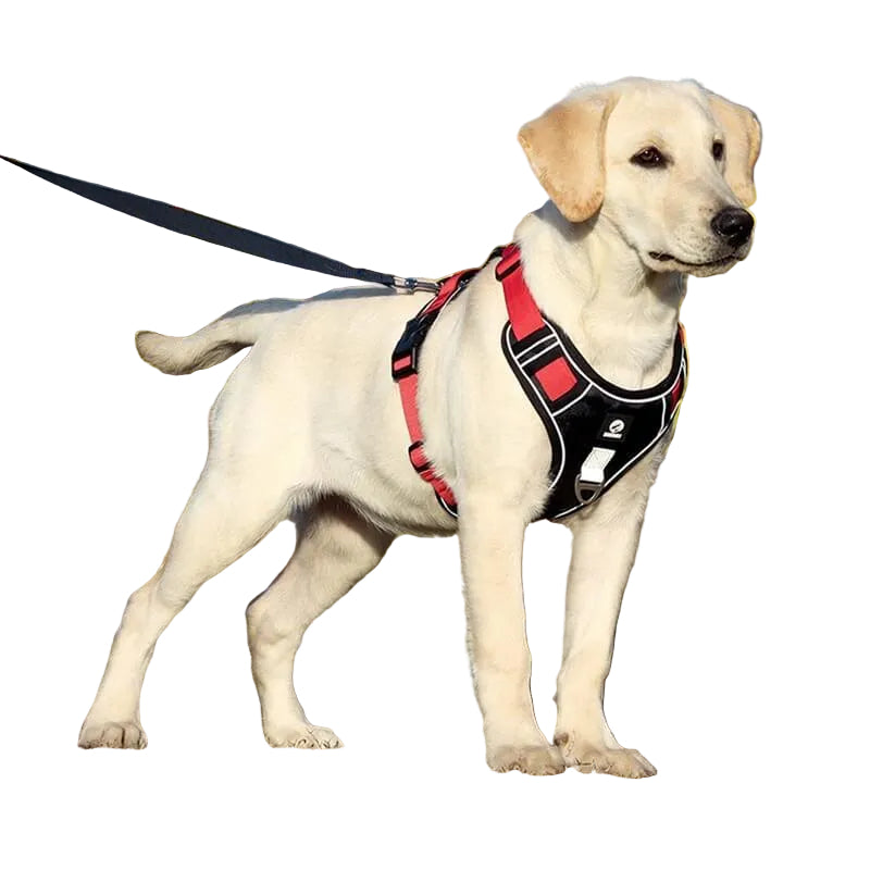 Hundsele för Kontrollerade Promenader 1