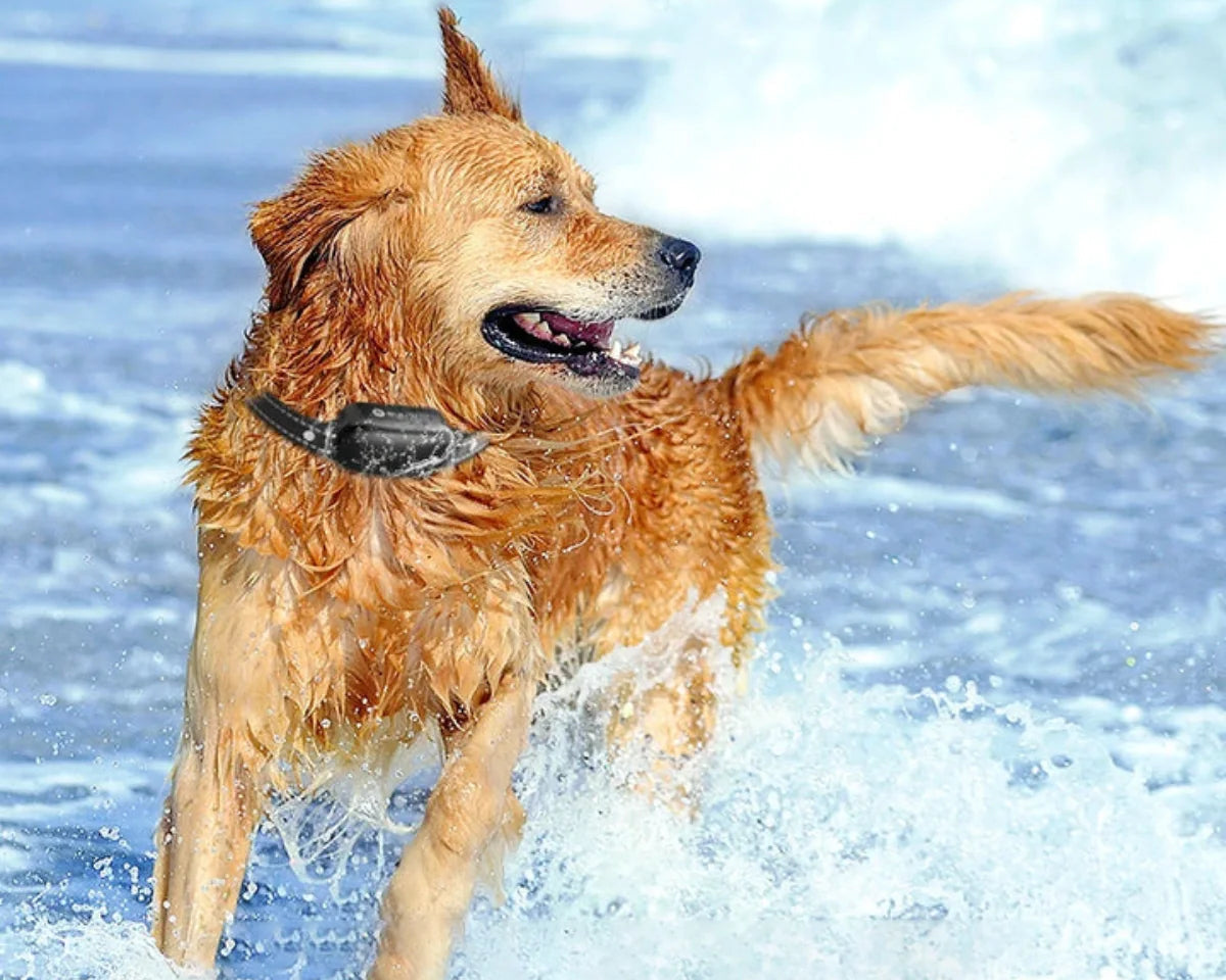 Hundträningshalsband Med Fjärrkontroll Vattentålig Design 4