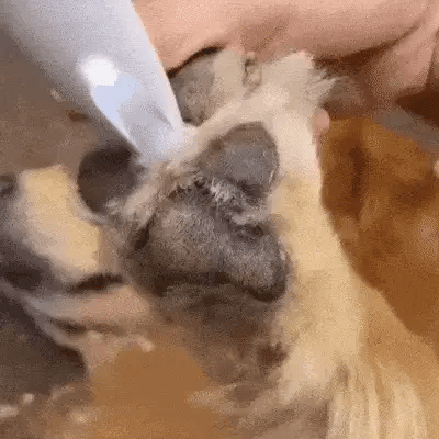 Hundtrimmer för Känsliga Områden Tyst Design 2