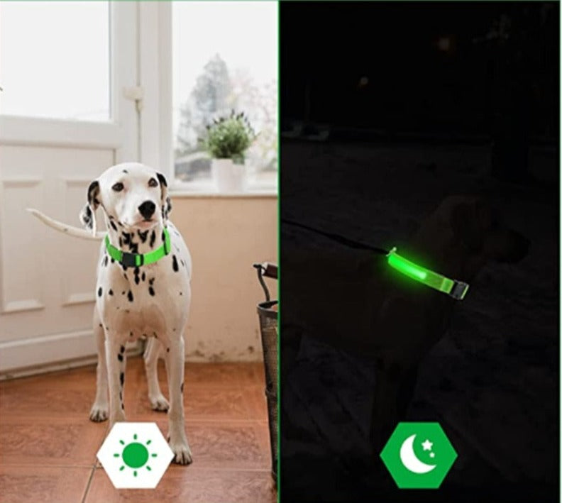 Glödande Hundkoppel